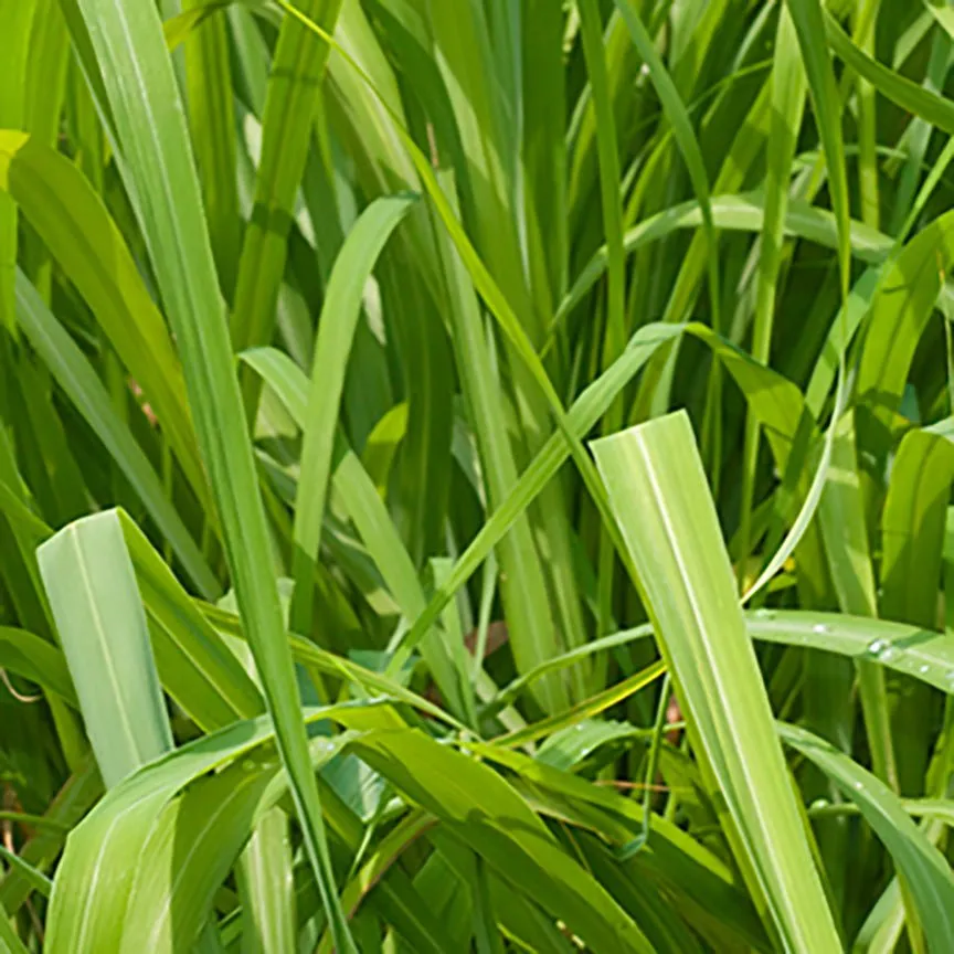 Citronella Java Essential Oil