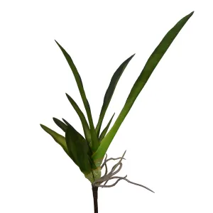 Orchid Foliage, 24"