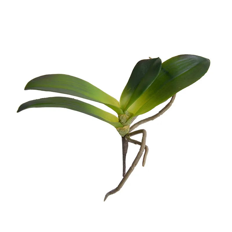 Phalaenopsis Orchid Foliage