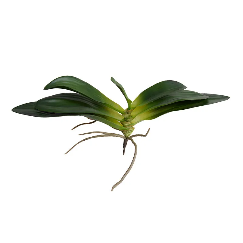 Phalaenopsis Orchid Foliage