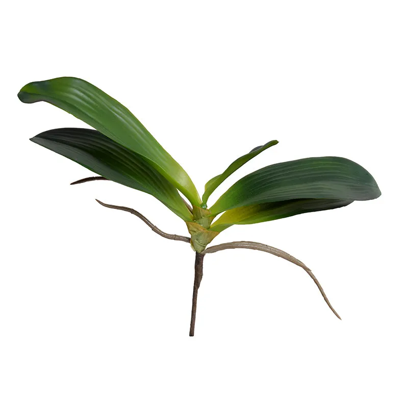 Phalaenopsis Orchid Foliage