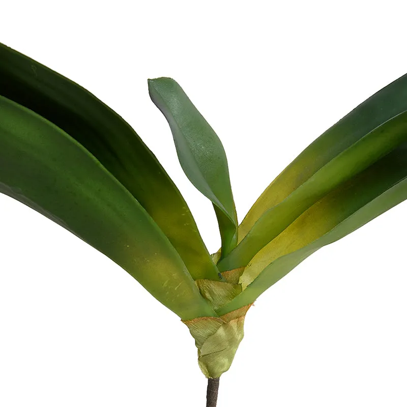 Phalaenopsis Orchid Foliage