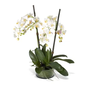 Phalaenopsis Orchid x2 Leaf-It 26"H