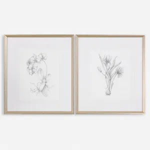 Uttermost Botanical Sketches Floral Prints